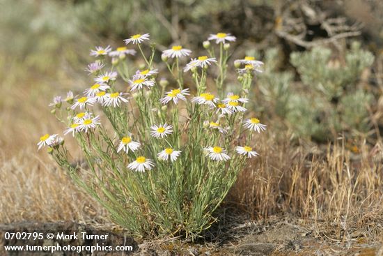 Threadleaf Fleabane