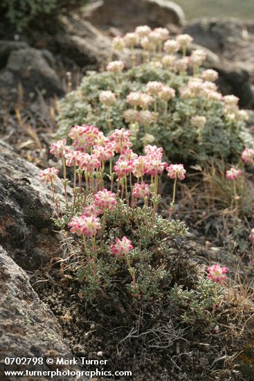 Thyme Desert Buckwheat