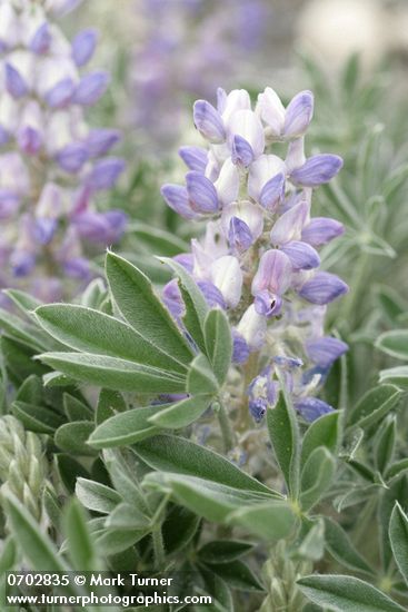 Dry Ground Lupine blossoms & foliage detail