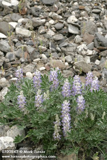 Lupinus lepidus var. aridus