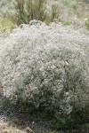Baby's Breath