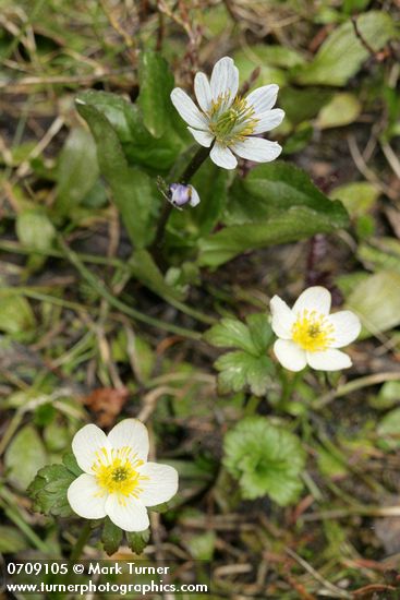Trollius albiflorus