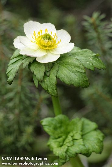 Trollius albiflorus