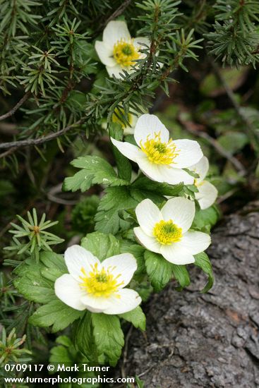 Trollius albiflorus