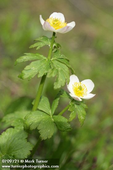 American Globeflowers