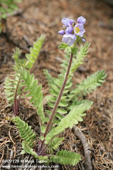 Showy Polemonium