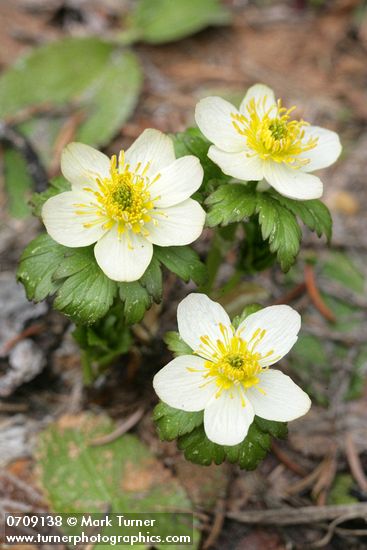 Trollius albiflorus