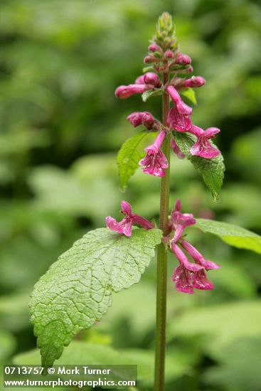 Stachys cooleyae
