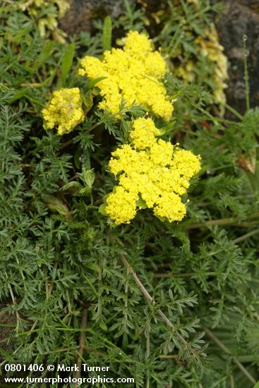 Spring Gold (fFne-leaf Desert Parsley)