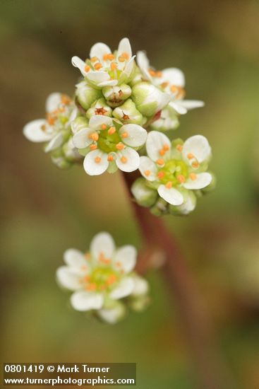 Micranthes integrifolia