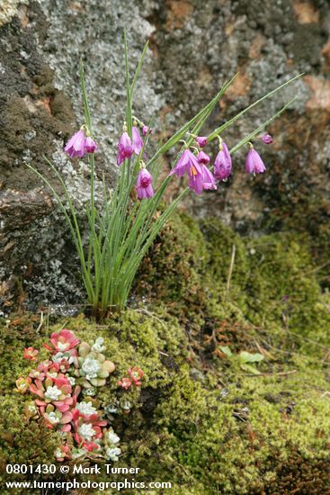 Olsynium douglasii