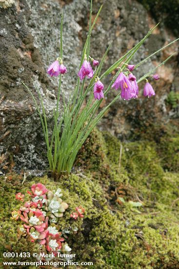 Olsynium douglasii