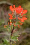 Harsh Paintbrush bracts detail