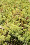 Seaside Juniper foliage
