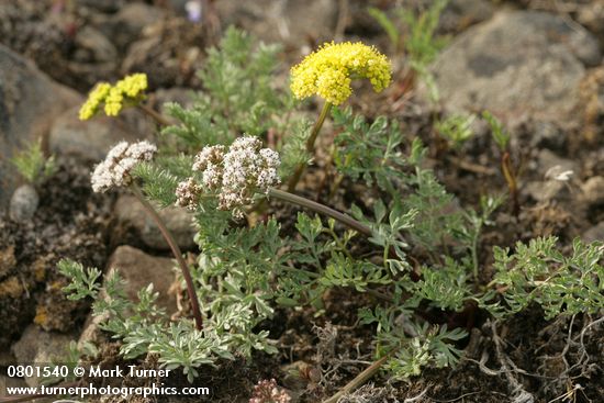 Lomatium canbyi