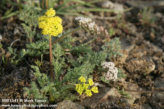 Lomatium canbyi