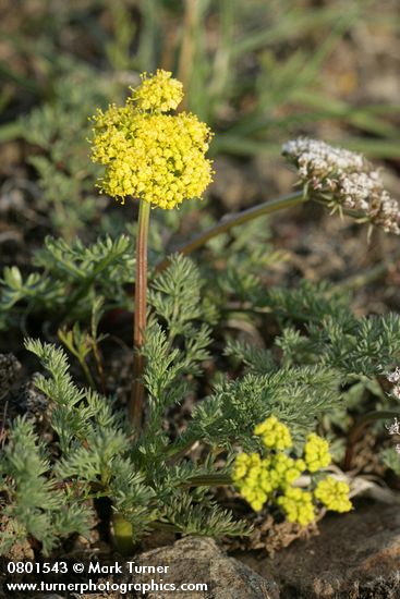 Lomatium canbyi