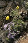 Hood's Phlox w/ Umtanum Desert Parsley