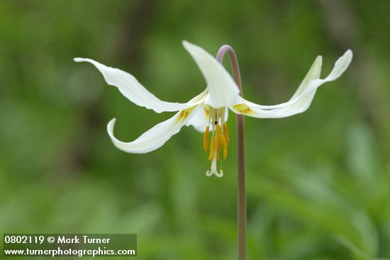 Erythronium oregonum