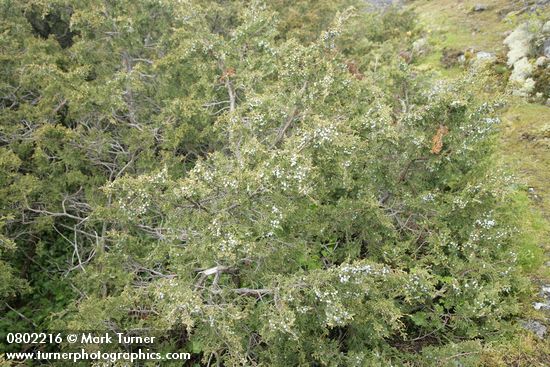 Seaside Juniper