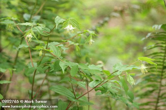 Hooker's Fairybell