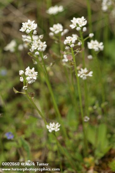 Barestem Teesdalia