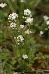 Barestem Teesdalia
