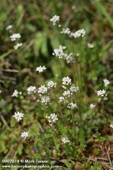 Barestem Teesdalia