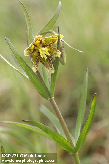 Mission Bells (Checker Lily) blossom & foliage