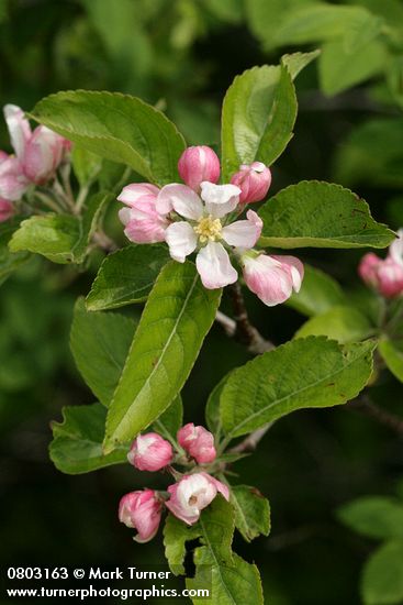 Domestic Apple blossoms & foliage