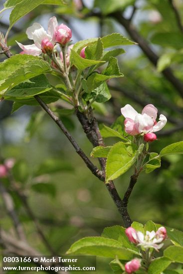 Domestic Apple blossoms & foliage