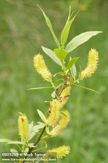 Shining Willow (Pacific Willow) male catkins & foliage