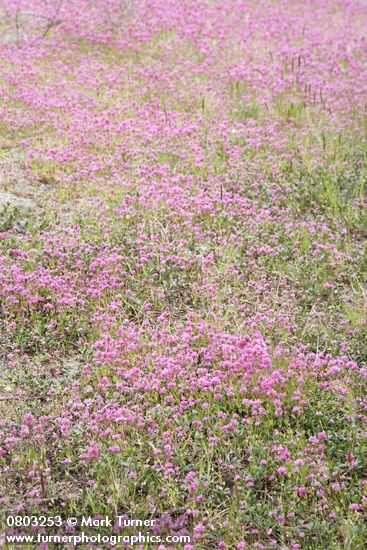 Sea Blush carpets sandy soil near beach