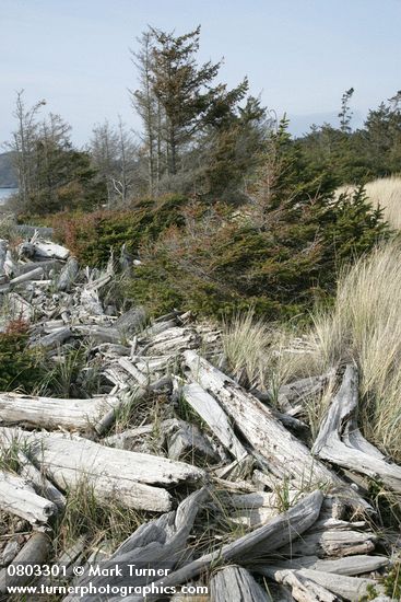 Wind-blown Sitka Spruce, beach logs, and grasses along West Beach
