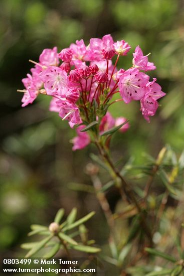 Bog Laurel