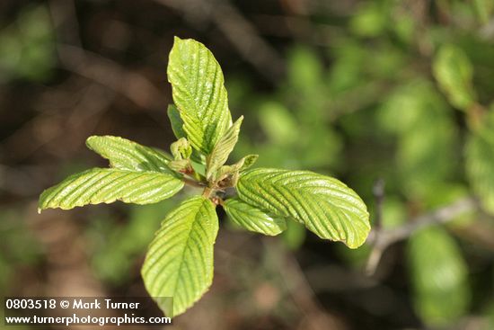 Cascara new spring foliage