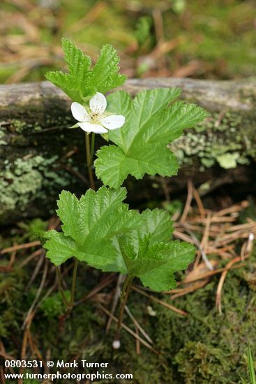Cloudberry