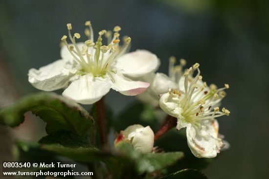 Pacific Crabapple blossoms detail
