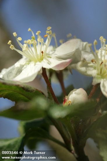Pacific Crabapple blossom detail