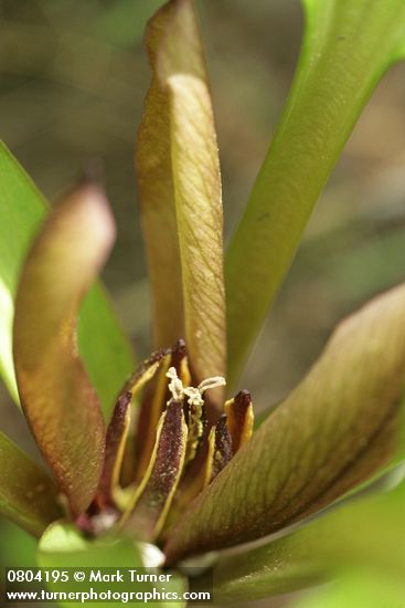 Trillium petiolatum