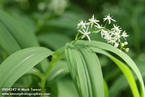 Maianthemum stellatum