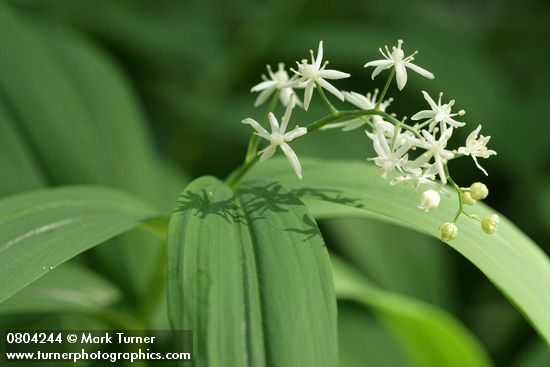 Maianthemum stellatum