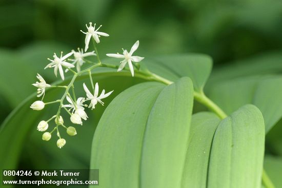 Maianthemum stellatum