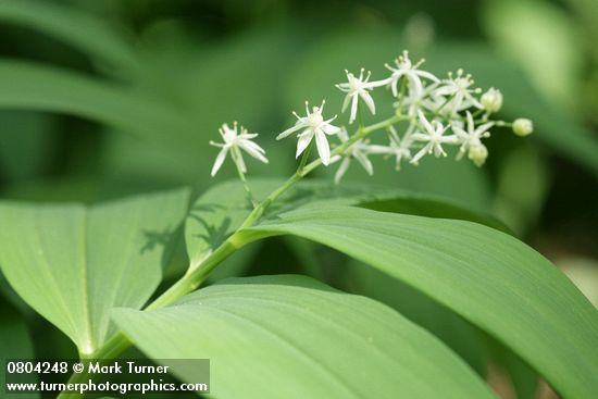Maianthemum stellatum
