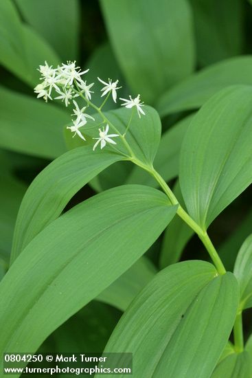 Maianthemum stellatum