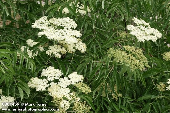 Sambucus cerulea