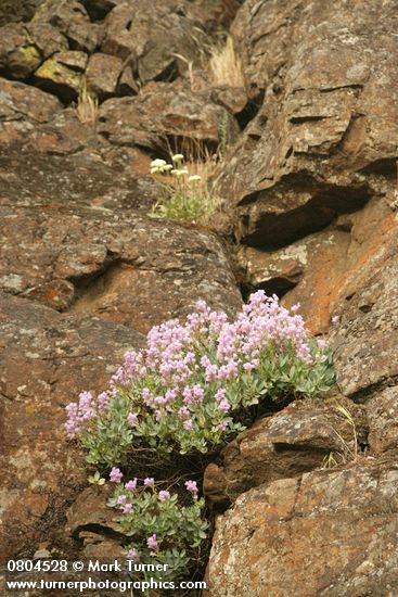 Penstemon barrettiae