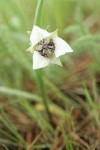 Elegant Cat's Ear