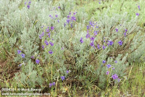 Delphinium nuttallianum