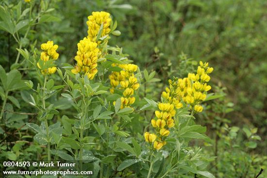 Thermopsis montana